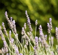Rustique Lavender Farm - Accommodation Mooloolaba