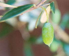 The Olive Shop - Milawa - Accommodation Mooloolaba 1