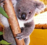 Cooberrie Park Wildlife Sanctuary - Accommodation Mooloolaba