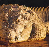 Koorana Crocodile Farm - Accommodation Mooloolaba