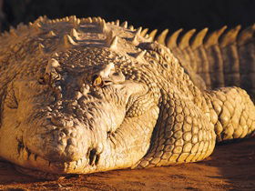 Koorana Crocodile Farm - Accommodation Mooloolaba 0