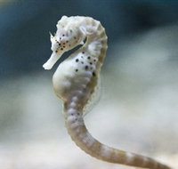 SEA LIFE Melbourne Aquarium - Accommodation Mooloolaba
