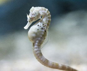 SEA LIFE Melbourne Aquarium - Accommodation Mooloolaba 0