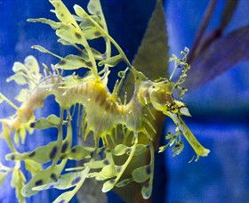 SEA LIFE Melbourne Aquarium - Accommodation Mooloolaba 1