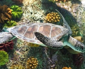 SEA LIFE Melbourne Aquarium - Accommodation Mooloolaba 5