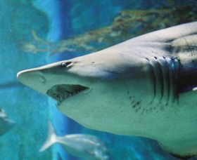 SEA LIFE Melbourne Aquarium - Accommodation Mooloolaba 8