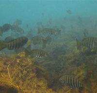 Bunurong Marine and Coastal Park - Accommodation Mooloolaba