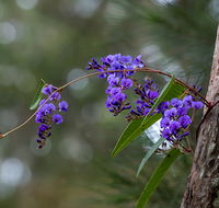 Mann River Nature Reserve - Accommodation Mooloolaba