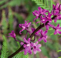 Cassinia walking track - Accommodation Mooloolaba