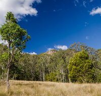 Brush Turkey track - Accommodation Mooloolaba