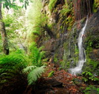 Fairy Bower Falls - Accommodation Mooloolaba