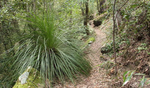 Dharug National Park - Accommodation Mooloolaba 2