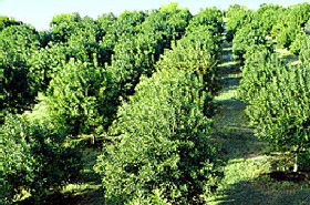 MacNuts WA Shop And Factory - Accommodation Mooloolaba 1