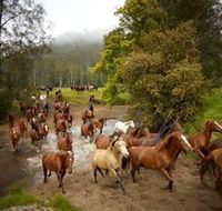 Glenworth Valley Horse Riding - Accommodation Mooloolaba