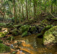 Palm Grove Nature Reserve - Accommodation Mooloolaba