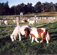 Trudgalong Farm - Accommodation Mooloolaba