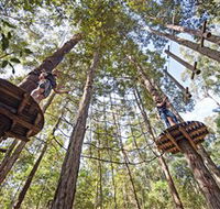 TreeTop Adventure Park Central Coast - Accommodation Mooloolaba