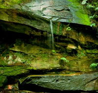 Strickland State Forest - Accommodation Mooloolaba