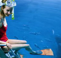 Roy Rufus Artificial Reef Dive Site - Accommodation Mooloolaba