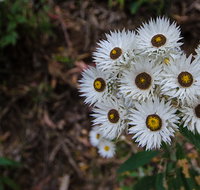 Hastings Forest Way touring route - Accommodation Mooloolaba