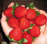 The Strawberry Farm - Accommodation Mooloolaba