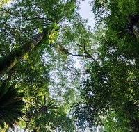 Botanic walk - Accommodation Mooloolaba