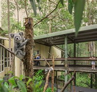 Daisy Hill Koala Centre - Accommodation Mooloolaba
