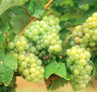 Red Tail Wines - Accommodation Mooloolaba