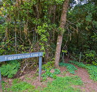 Falcorostrum loop walking track - Accommodation Mooloolaba