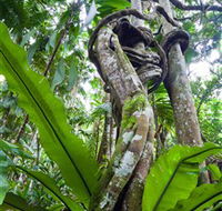 Tamborine Rainforest Skywalk - Accommodation Mooloolaba