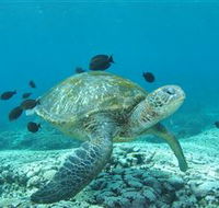 Flinders Reef Dive Site - Accommodation Mooloolaba