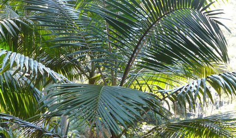 Bangalore Falls Walking Track - Accommodation Mooloolaba 0