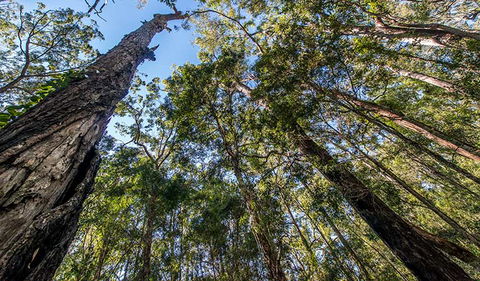 Brimbin Nature Reserve - Accommodation Mooloolaba 3