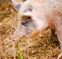 Djanbung Permaculture Gardens - Accommodation Mooloolaba