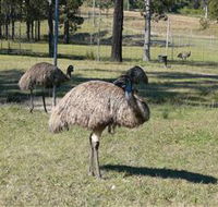 Glen Ian Ostrich and Emu Farm - Accommodation Mooloolaba
