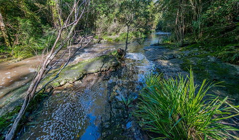 Dawson River Walking Track - Accommodation Mooloolaba 0