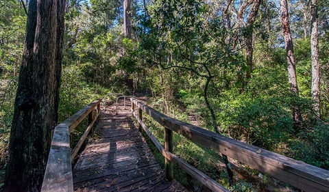 Dawson River Walking Track - Accommodation Mooloolaba 3