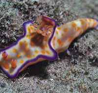 Curtain Artificial Reef Dive Site - Accommodation Mooloolaba