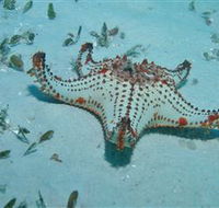 The Pines Dive Site - Accommodation Mooloolaba