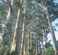 The Great Forest Trees Drive - Accommodation Mooloolaba