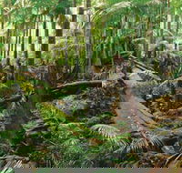 Wollumbin-Mount Warning National Park - Accommodation Mooloolaba