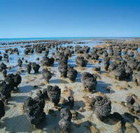 Hamelin Pool Stromatolites - Accommodation Mooloolaba