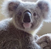 Koala Care Centre in Lismore - Accommodation Mooloolaba