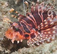 The Seaway Dive Site - Accommodation Mooloolaba