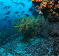 Henderson Rock Dive Site - Accommodation Mooloolaba