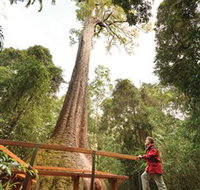 Old Bottlebutt - Accommodation Mooloolaba