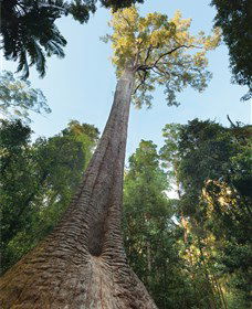 Burrawan State Forest - Accommodation Mooloolaba 1