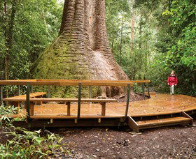 Burrawan State Forest - Accommodation Mooloolaba 0