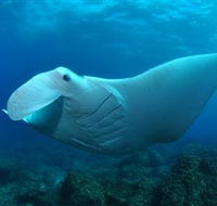 Manta Bommie Dive Site - Accommodation Mooloolaba