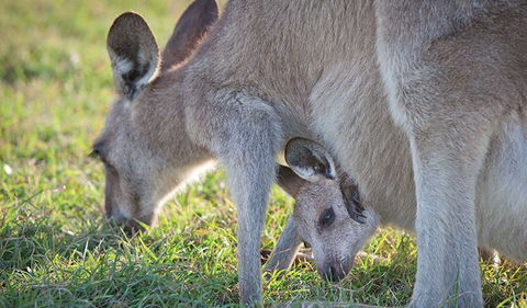 Moonee Beach Nature Reserve - Accommodation Mooloolaba 2